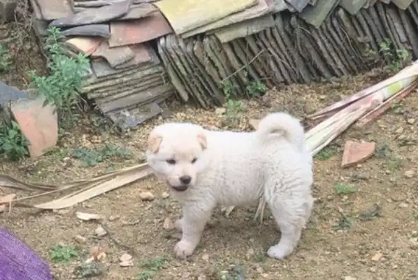 They've got two dogs. They're too young to fight
