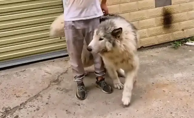 The Alaskan dog who was killed in danger of eating ducks