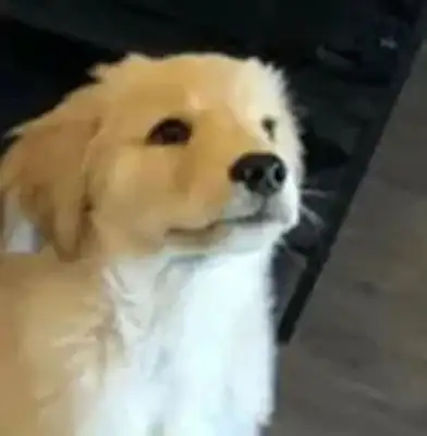 The little girl drilled the shield to save the dog, crying and asking the fireman: