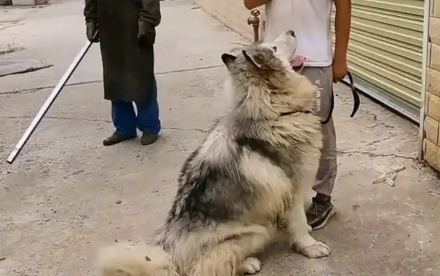 The Alaskan dog who was killed in danger of eating ducks