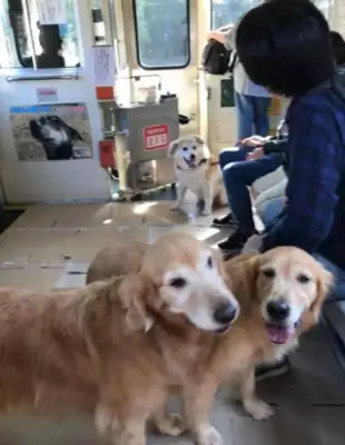 You can get your dog on the subway, you can set up a car for pets, you have to get inside. Down
