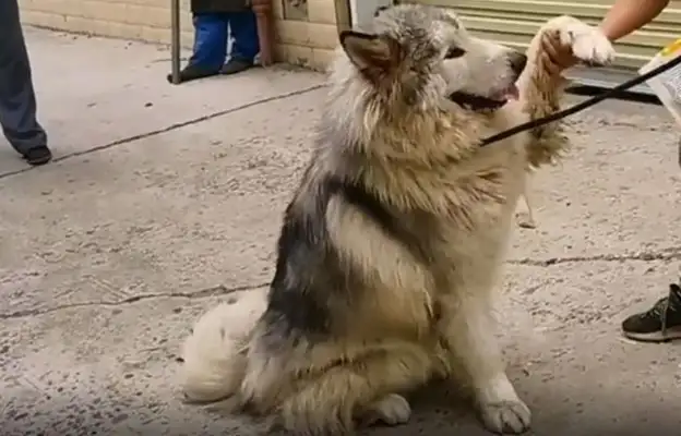 The Alaskan dog who was killed in danger of eating ducks