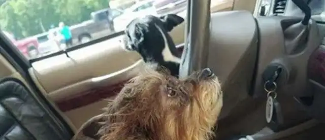 The pet dog hit the mall wall while the owner wasn't driving