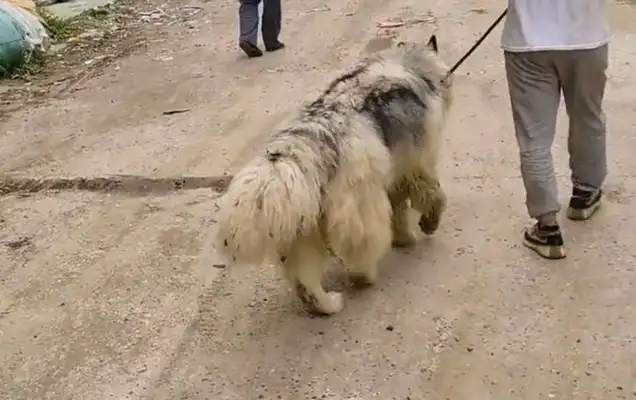 The Alaskan dog who was killed in danger of eating ducks