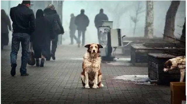 What do you think about stray dogs on the street, stray dogs in a pack, and people are scared
