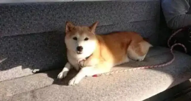 You can get your dog on the subway, you can set up a car for pets, you have to get inside. Down