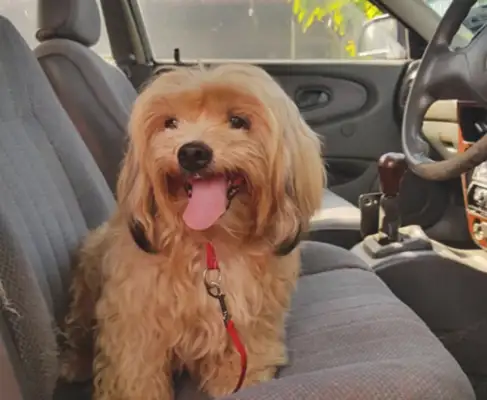 When the master abandoned the dog, she was angry and missed her trust