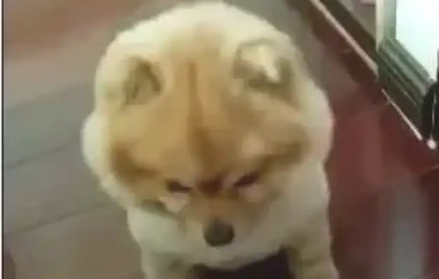 As soon as the master said "weasel," the dog said, "Oh, that's funny