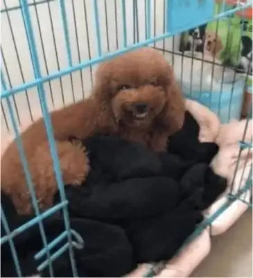 Mother Teddy gave birth to a bunch of pups, and the pets cried when they looked at the color, and Teddy had a face