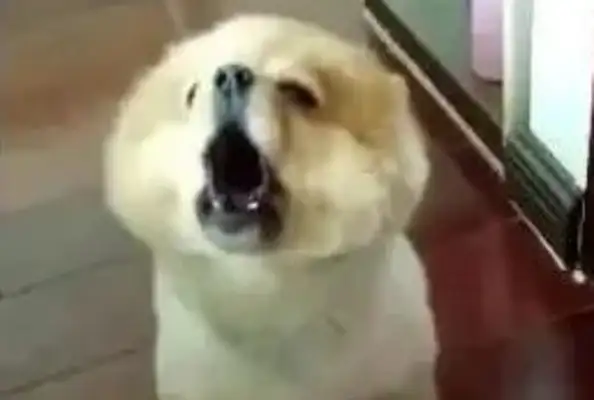 As soon as the master said