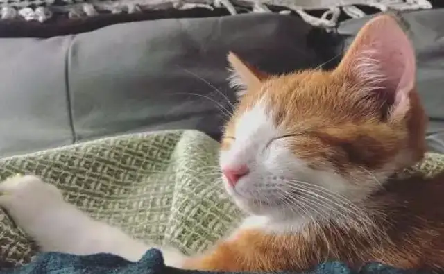 A man has temporarily adopted an orange cat