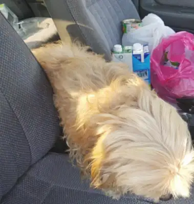 When the master abandoned the dog, she was angry and missed her trust