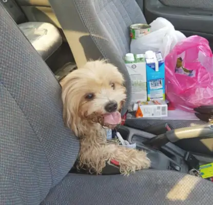 When the master abandoned the dog, she was angry and missed her trust