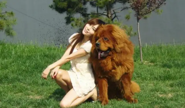 A couple of dogs that scare wolves. They're called beasts