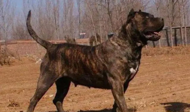 A couple of dogs that scare wolves. They're called beasts