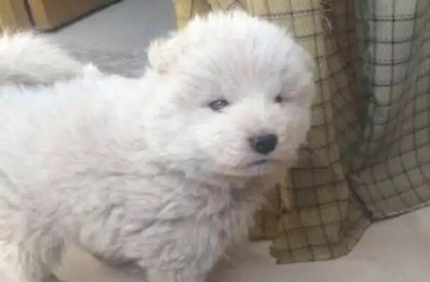 The dog was thrown out because of skin diseases. I can't believe it was an unexpected surprise