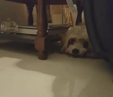 When the master abandoned the dog, she was angry and missed her trust