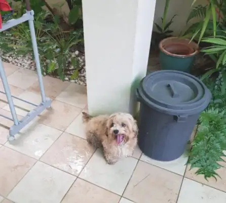 When the master abandoned the dog, she was angry and missed her trust