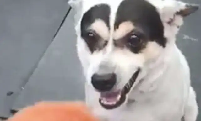 The dog's all white. Only black hair on his head
