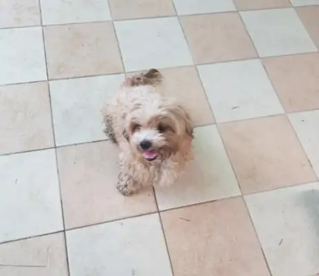 When the master abandoned the dog, she was angry and missed her trust