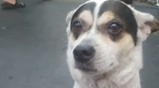 The dog's all white. Only black hair on his head