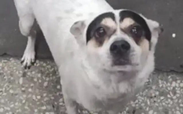 The dog's all white. Only black hair on his head