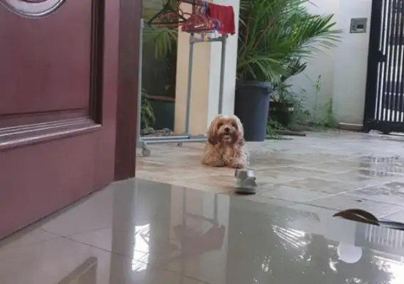 When the master abandoned the dog, she was angry and missed her trust