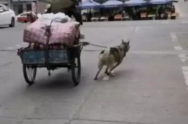 The dog pulls the tricycle together with the master. The dog runs out of strength. Gas