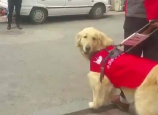 The guide dog sees his partner who was hit by a car and reveals his confusion