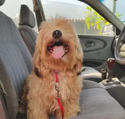 When the master abandoned the dog, she was angry and missed her trust