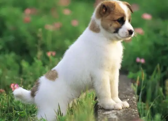 The dog pissed on the lamp and died. The owner demanded $50,000 from the property