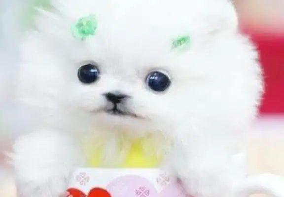 The pretty girl bottled the dog, and the netizens scolded him