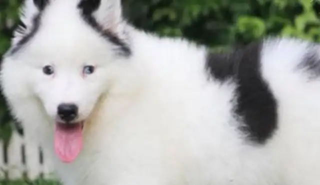 Samoye's got a big stomach, and he's having a pup owner