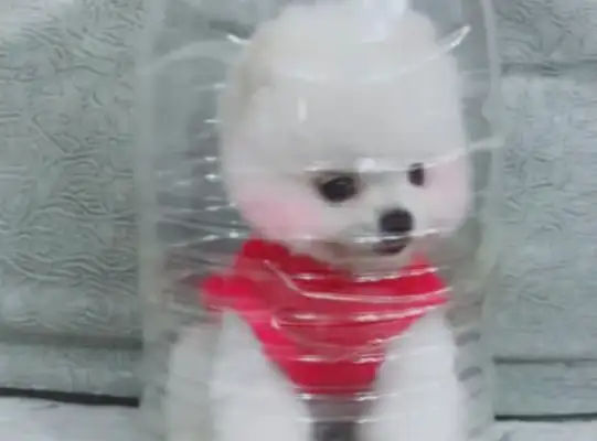 The pretty girl bottled the dog, and the netizens scolded him