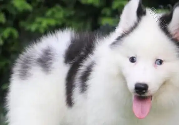 Samoye's got a big stomach, and he's having a pup owner