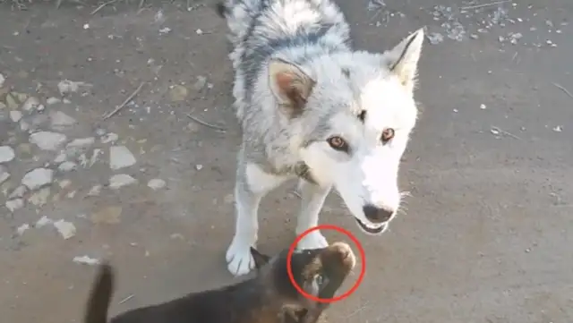 He went away for a month and went home to have another baby