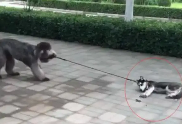 Big dog walks two, lays dead on the ground