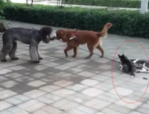 Big dog walks two, lays dead on the ground