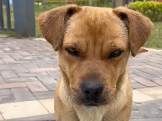 Every time someone passes by, stray dogs push for adoption, and they get rejected