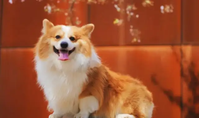 The dog pees and beats? 90% of the shovels are using the wrong method