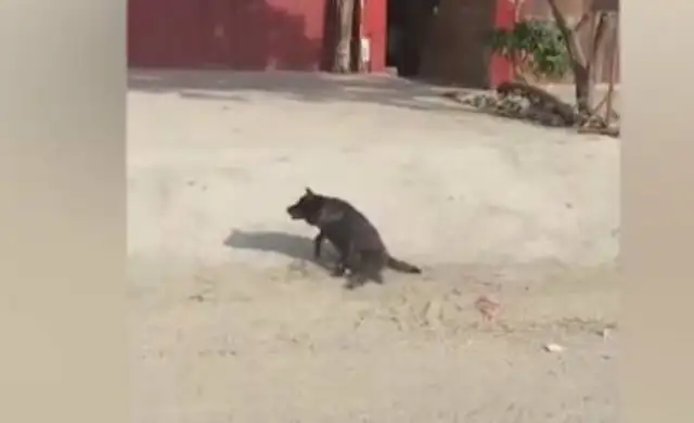 The dog's leg is disabled, the street is crawling back and forth