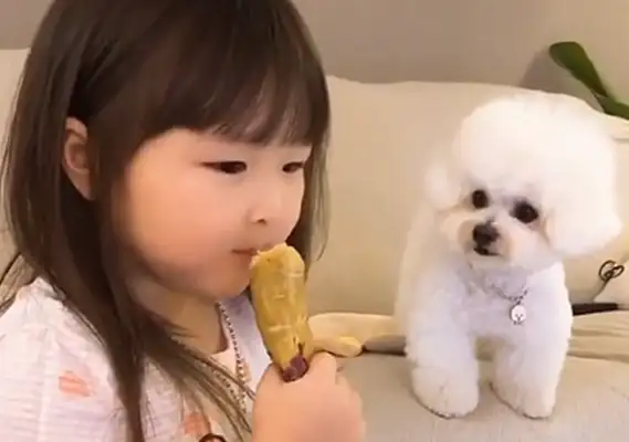 Seeing the master eats potatoes, the dog's eyes are straight: Can I have a bite