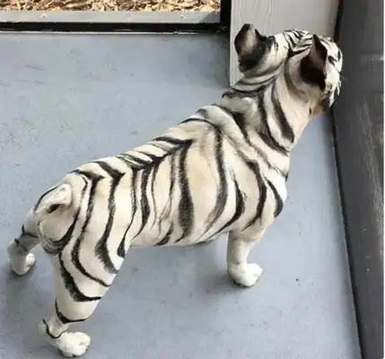 Thought someone raised a tiger on their own, and looked at it, and said, "This is a dog in a tiger's skin."