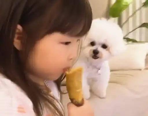 Seeing the master eats potatoes, the dog's eyes are straight: Can I have a bite