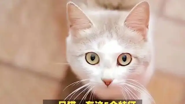 How does a cat get a health certificate