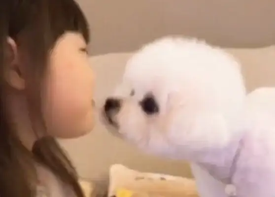 Seeing the master eats potatoes, the dog's eyes are straight: Can I have a bite