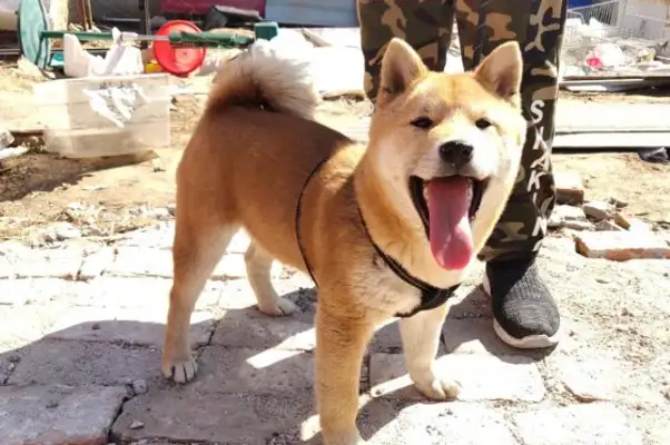Dogs come out to play with their masters, they're happy to see this kind of natural environment, and they're able to "hojo."
