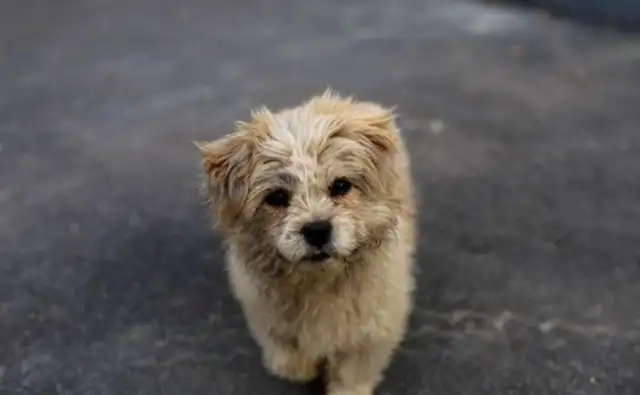 A thousand buys a golden hair from a dog dealer, and when he takes it home, the master is afraid to look at the dog