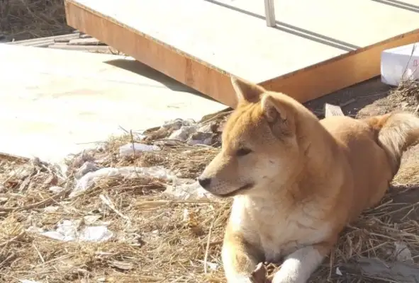 Dogs come out to play with their masters, they're happy to see this kind of natural environment, and they're able to