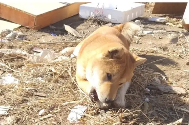 Dogs come out to play with their masters, they're happy to see this kind of natural environment, and they're able to